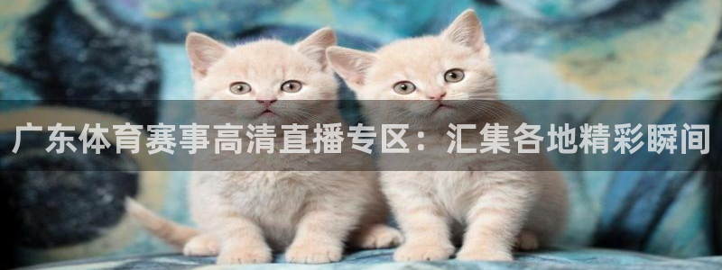 广东体育赛事高清直播专区：汇集各地精彩瞬间